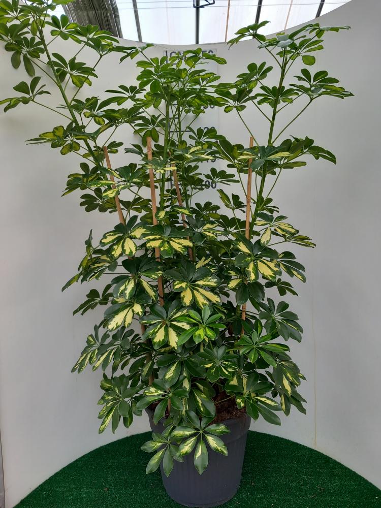 SCHEFFLERA GOLD CAPELLA VP35
