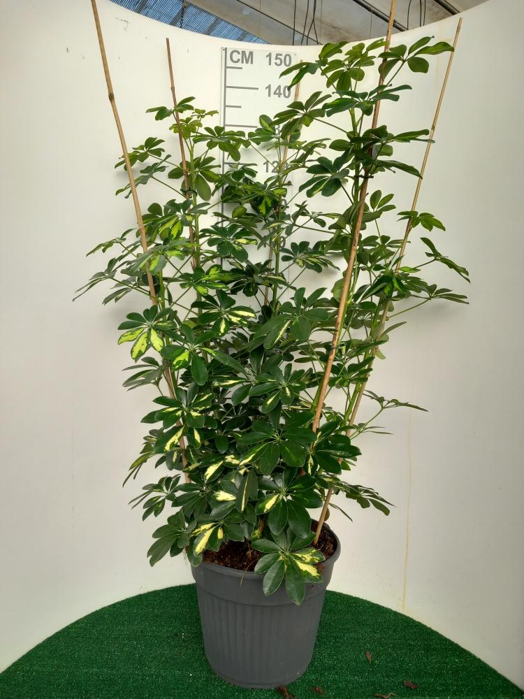 SCHEFFLERA GOLD CAPELLA VP35