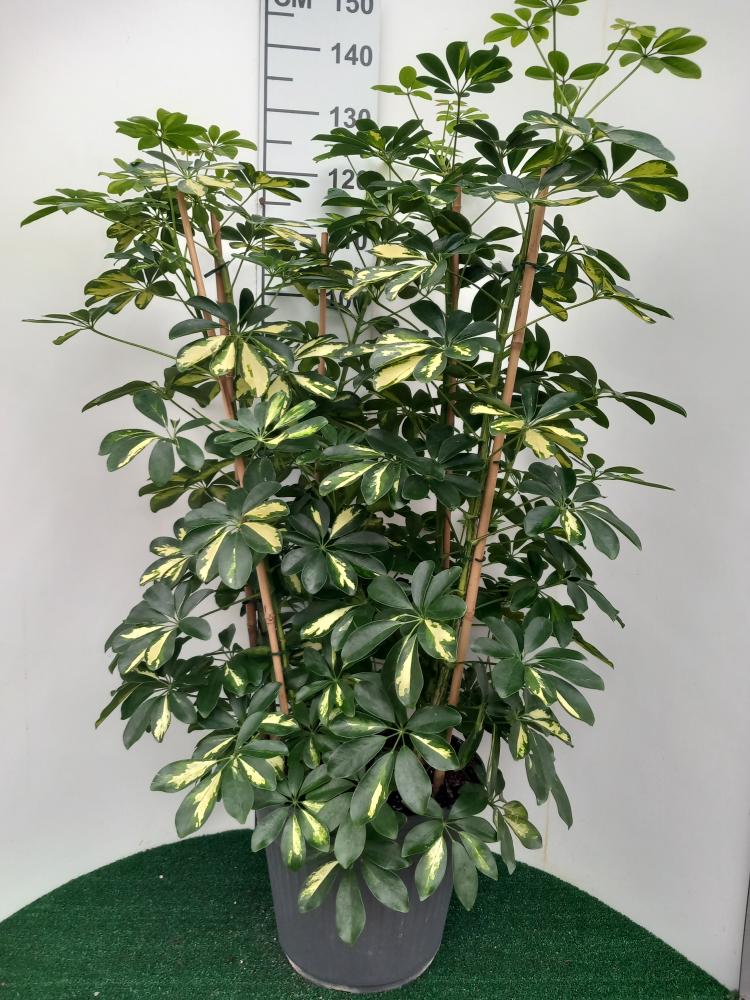 SCHEFFLERA GOLD CAPELLA VP35