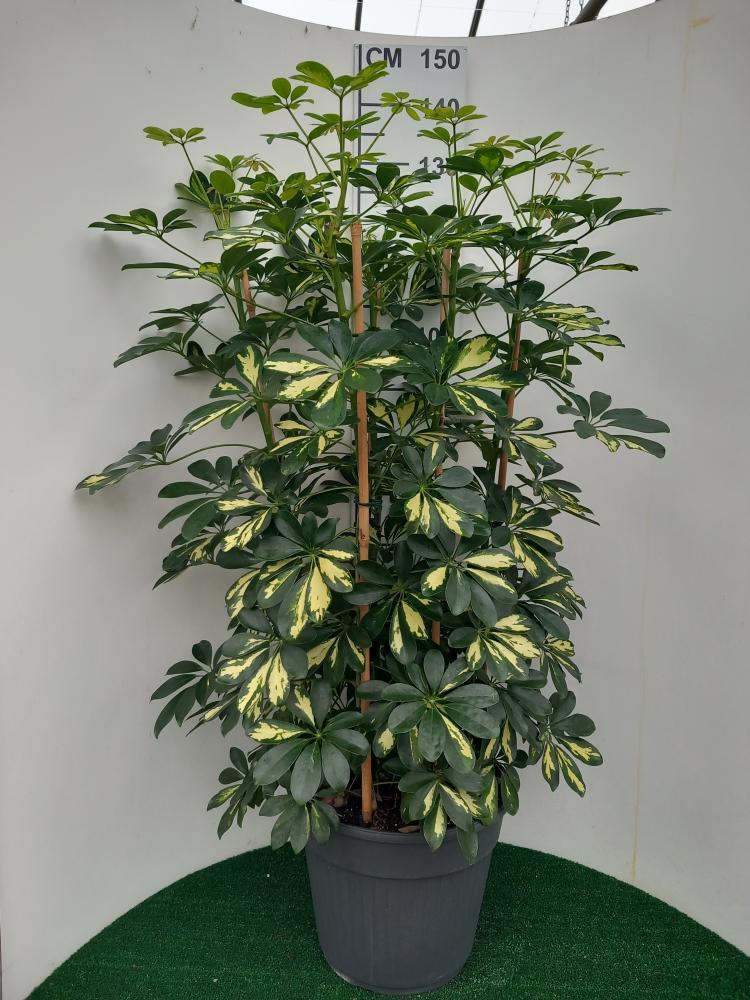 SCHEFFLERA GOLD CAPELLA VP35