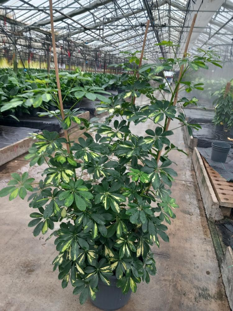SCHEFFLERA GOLD CAPELLA VP35