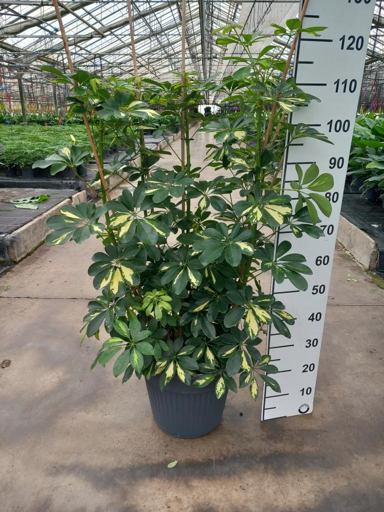 SCHEFFLERA GOLD CAPELLA VP35
