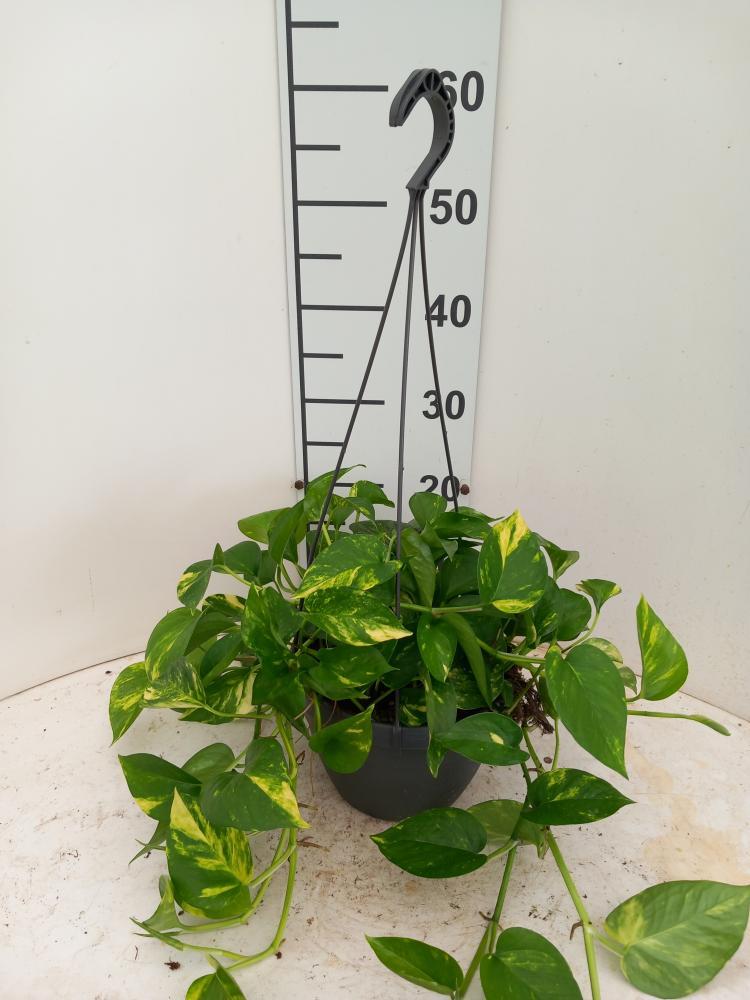 SCINDAPSUS AUREUS BASKET BK20
