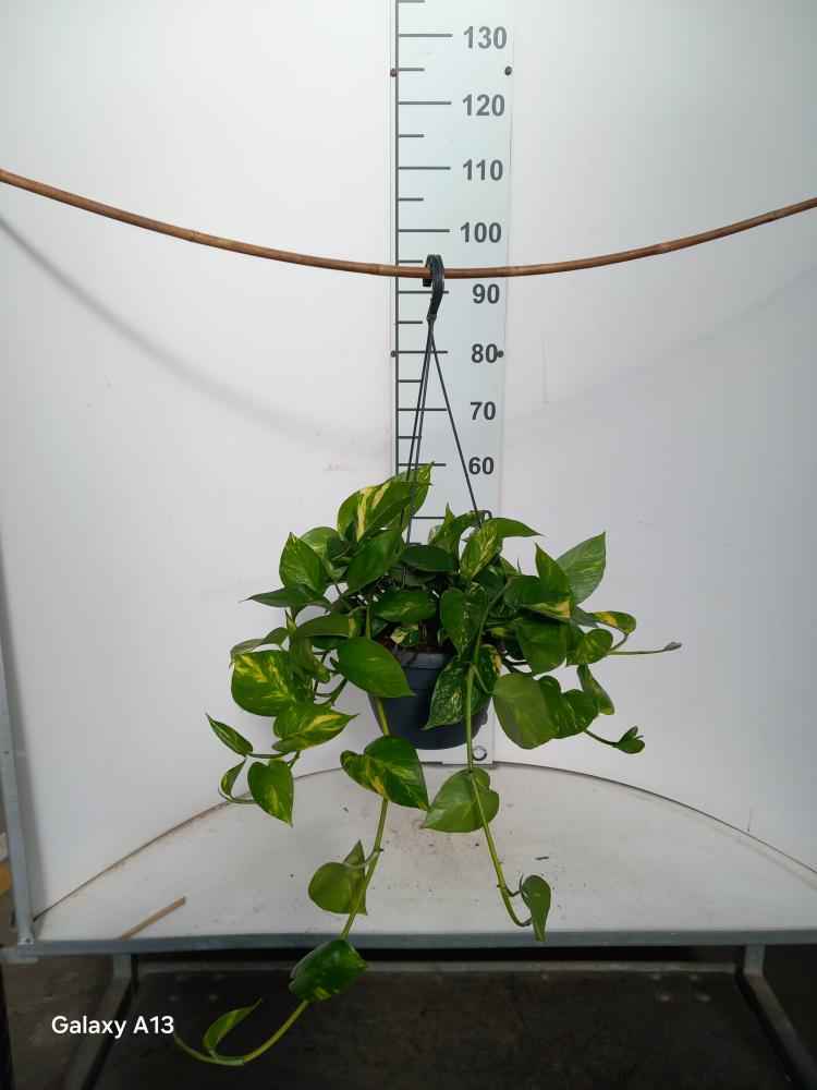 SCINDAPSUS AUREUS BASKET BK20