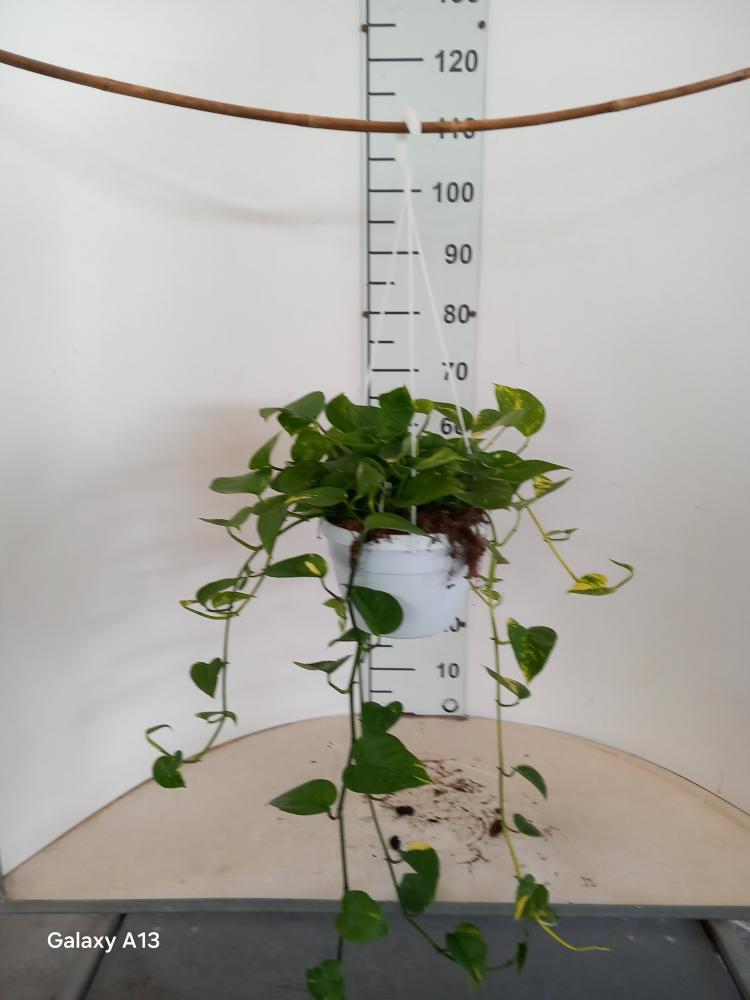SCINDAPSUS AUREUS BASKET BK20