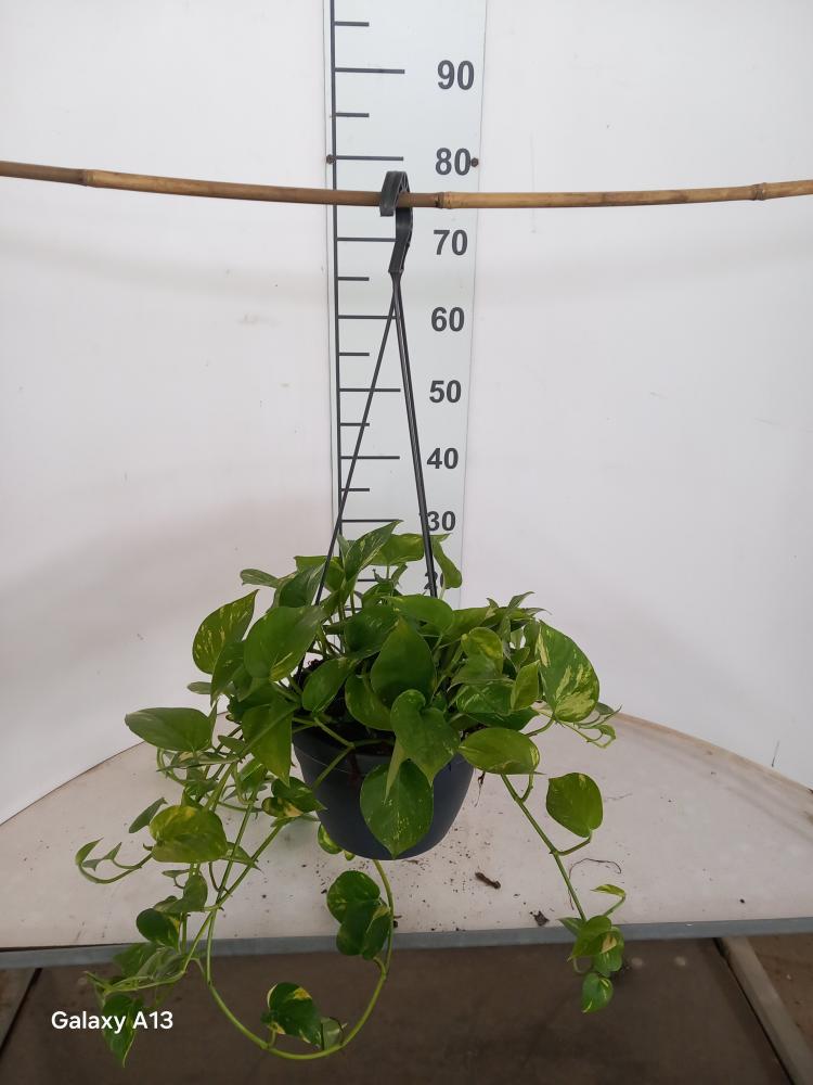 SCINDAPSUS AUREUS BASKET BK20