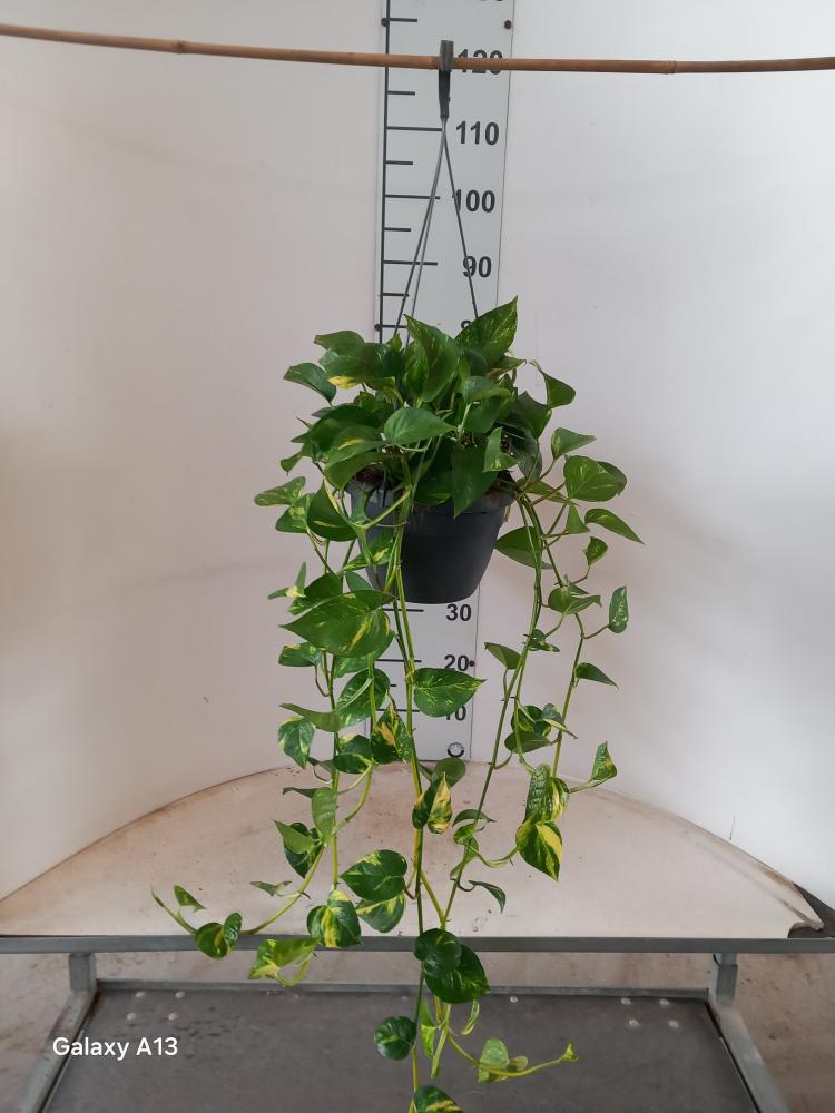 SCINDAPSUS AUREUS BASKET BK20