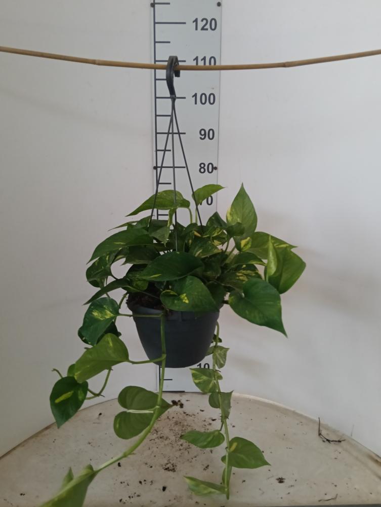 SCINDAPSUS AUREUS BASKET BK20