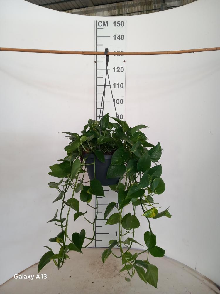 SCINDAPSUS AUREUS BASKET BK20