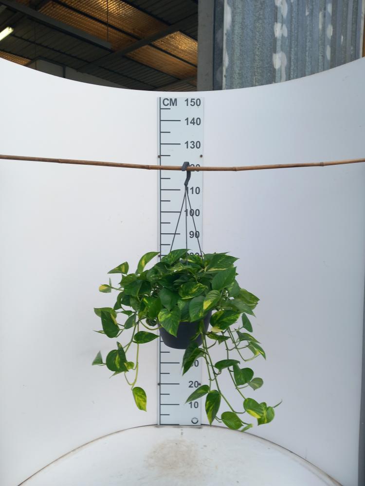 SCINDAPSUS AUREUS BASKET BK20