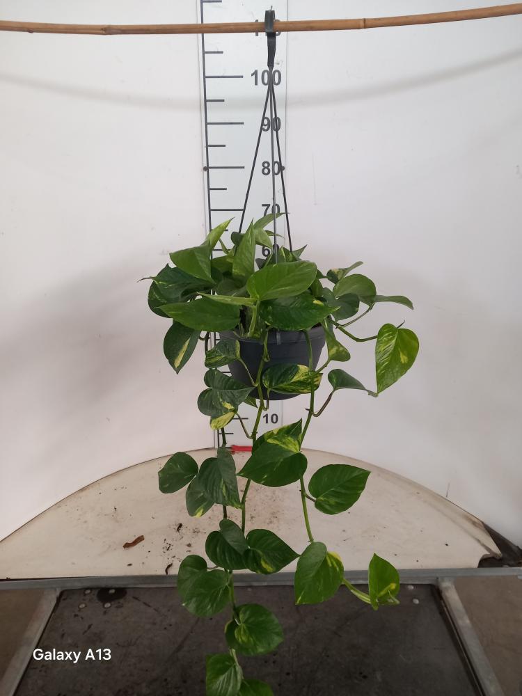 SCINDAPSUS AUREUS BASKET BK20