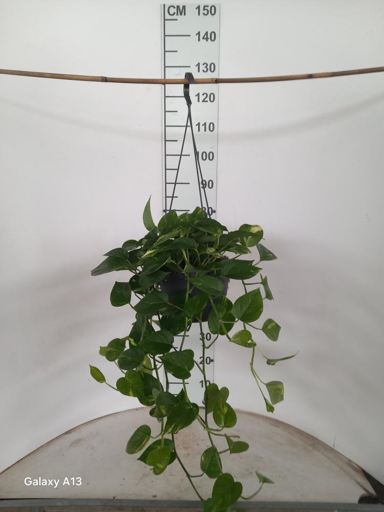 SCINDAPSUS AUREUS BASKET BK20