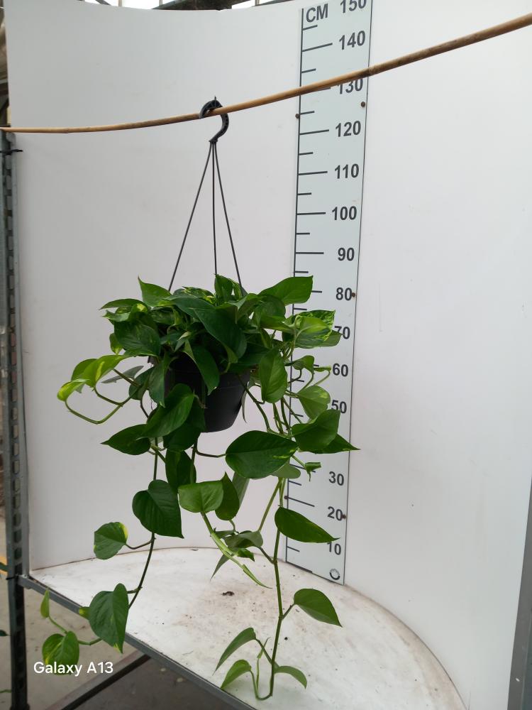 SCINDAPSUS AUREUS BASKET BK20