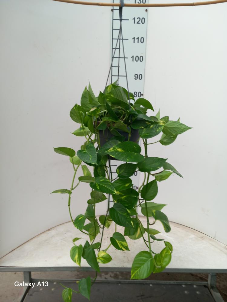 SCINDAPSUS AUREUS BASKET BK20