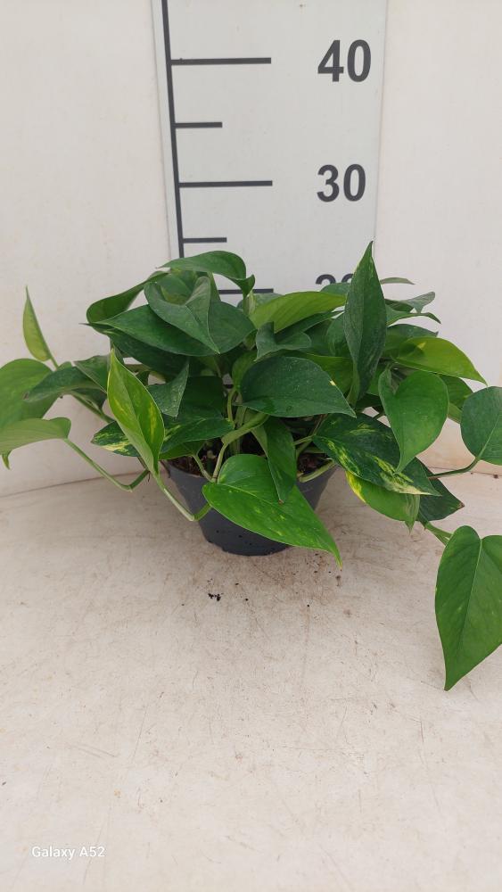 SCINDAPSUS AUREUS CP17