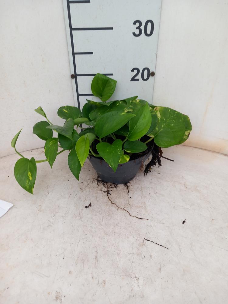 SCINDAPSUS AUREUS CP17