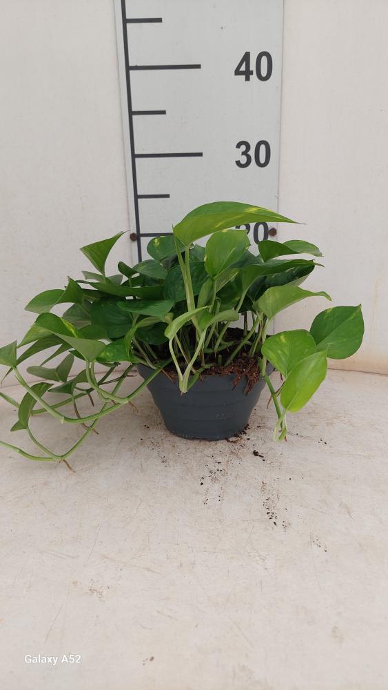 SCINDAPSUS AUREUS CP17