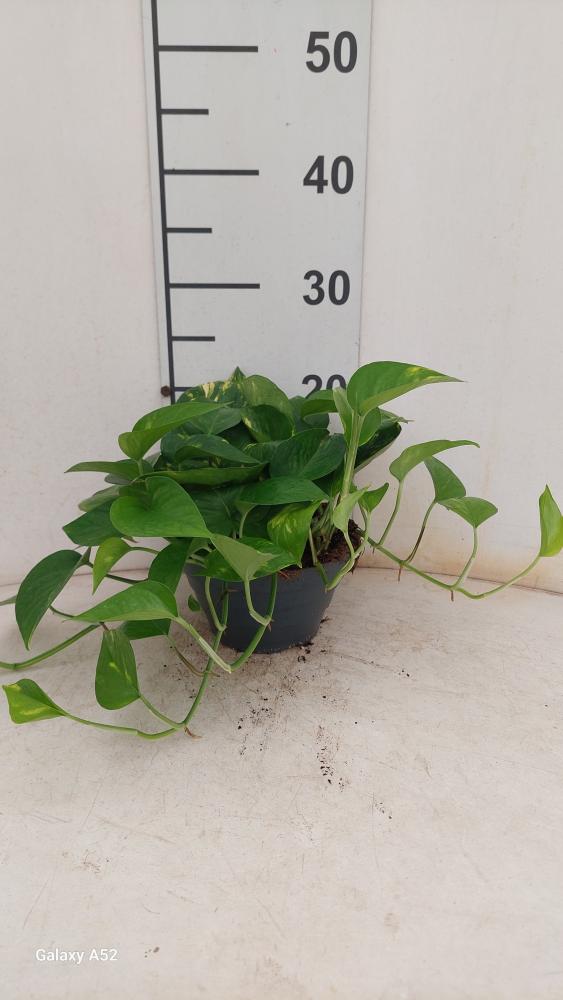 SCINDAPSUS AUREUS CP17