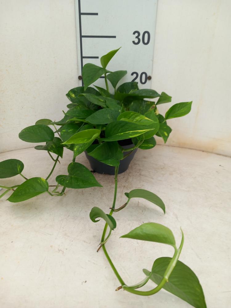 SCINDAPSUS AUREUS CP17