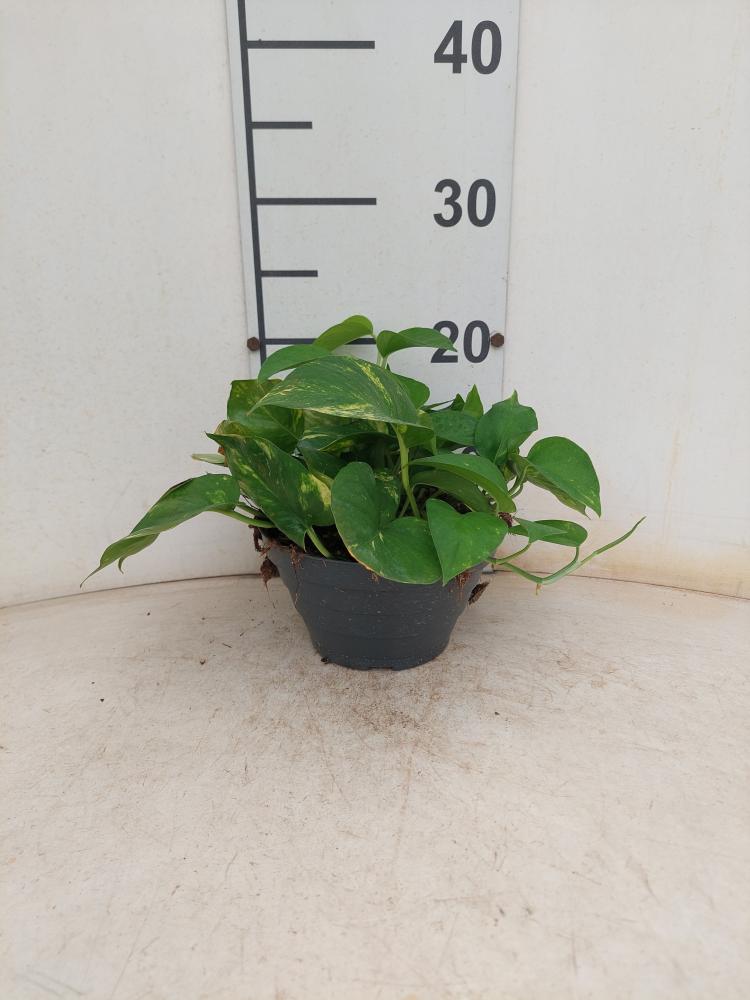 SCINDAPSUS AUREUS CP17