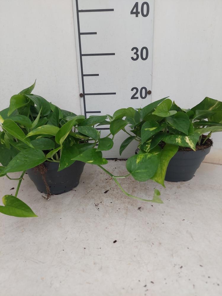 SCINDAPSUS AUREUS CP17