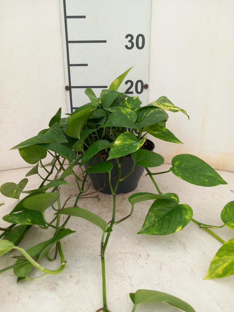 SCINDAPSUS AUREUS CP17