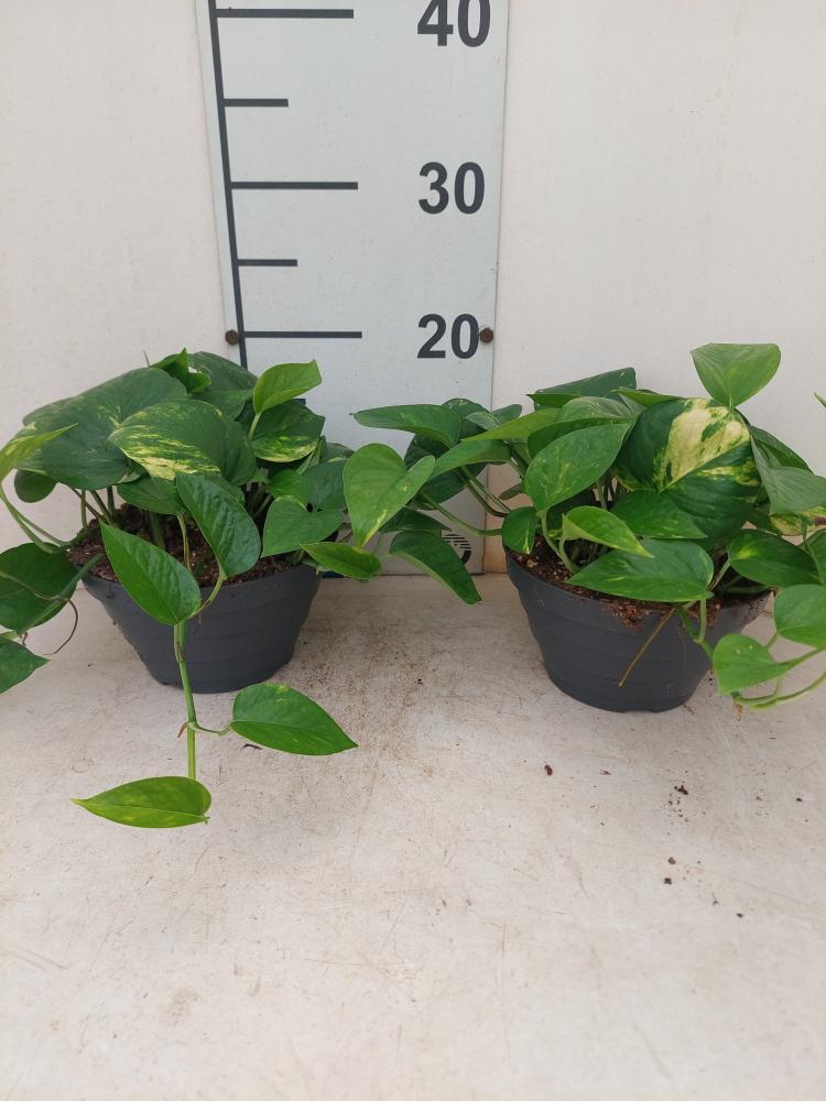 SCINDAPSUS AUREUS CP17