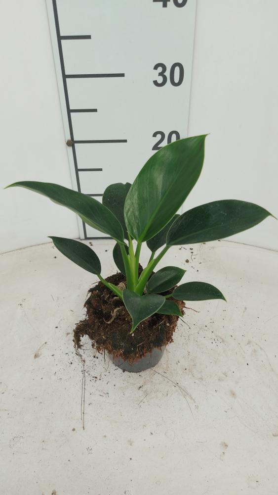 PHILODENDRON BIRKIN VP12