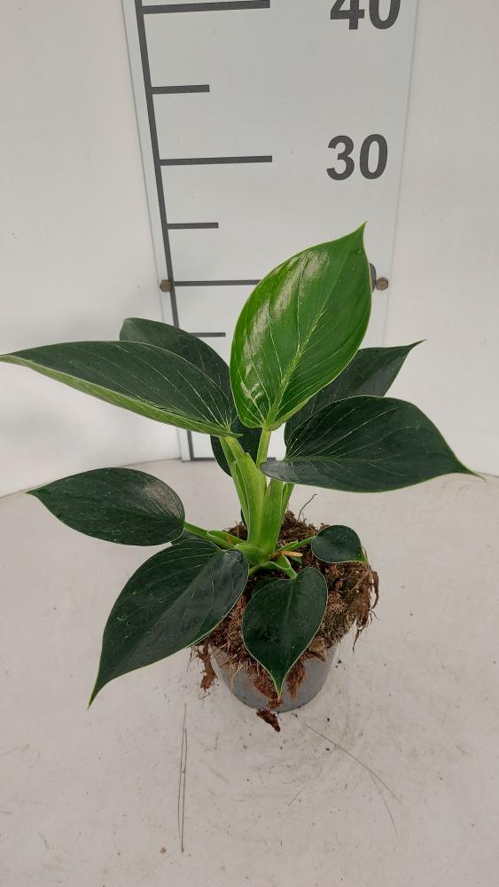 PHILODENDRON BIRKIN VP12