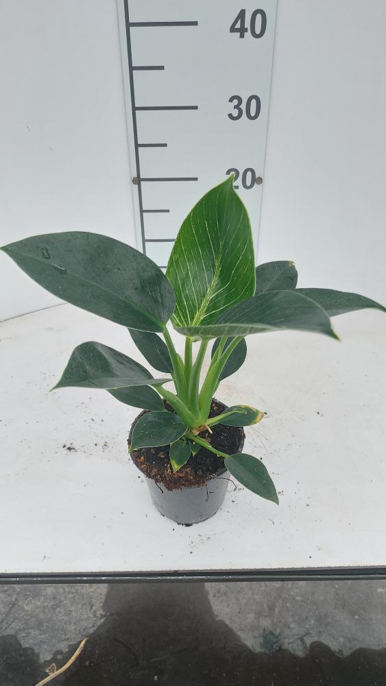 PHILODENDRON BIRKIN VP12
