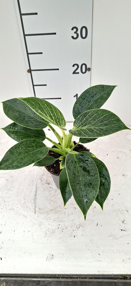 PHILODENDRON BIRKIN VP12