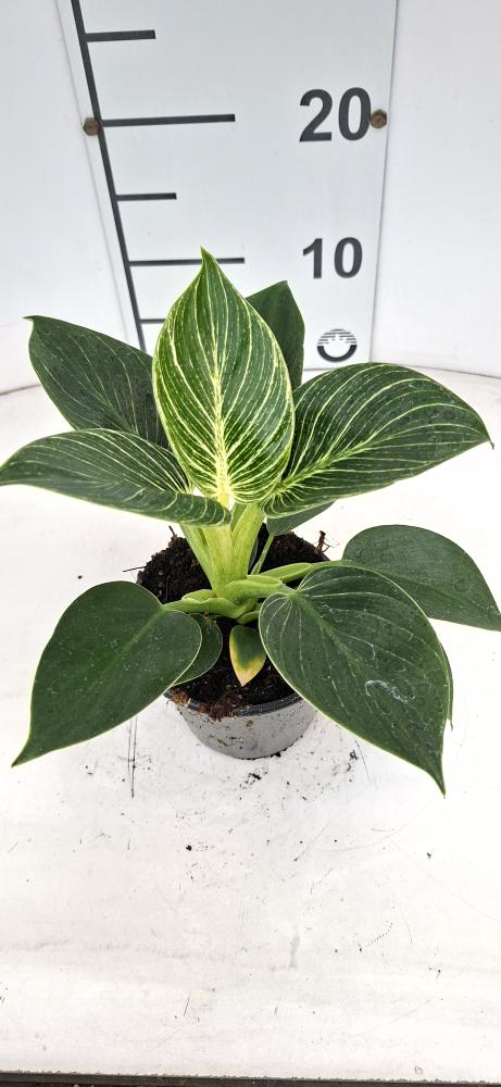 PHILODENDRON BIRKIN VP12