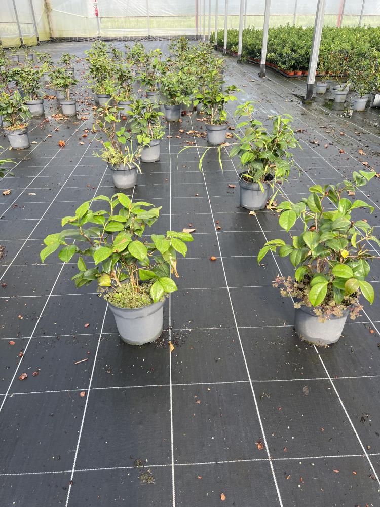 CAMELIA JAPONICA VP21