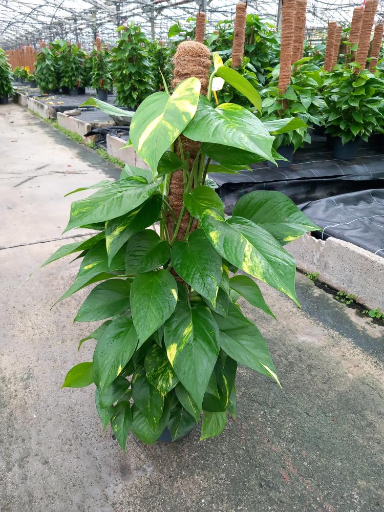 SCINDAPSUS AUREUS H80 VP17