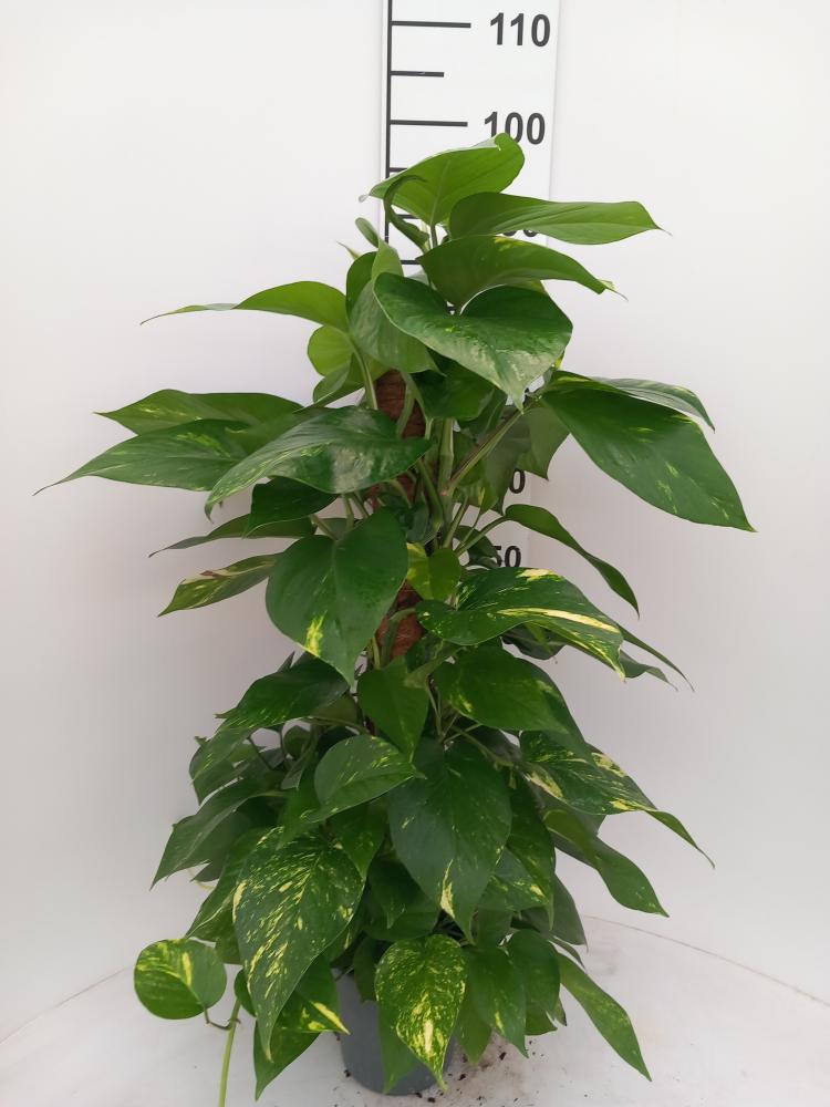 SCINDAPSUS AUREUS H80 VP17