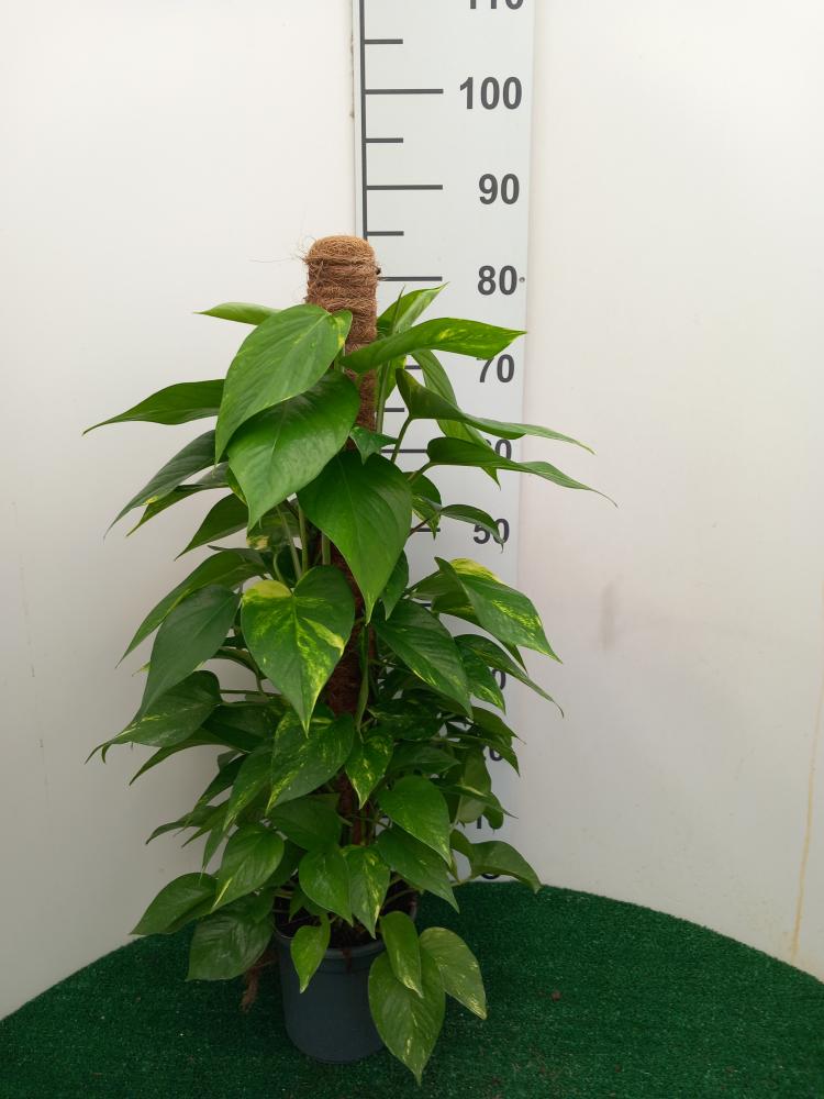 SCINDAPSUS AUREUS H80 VP17