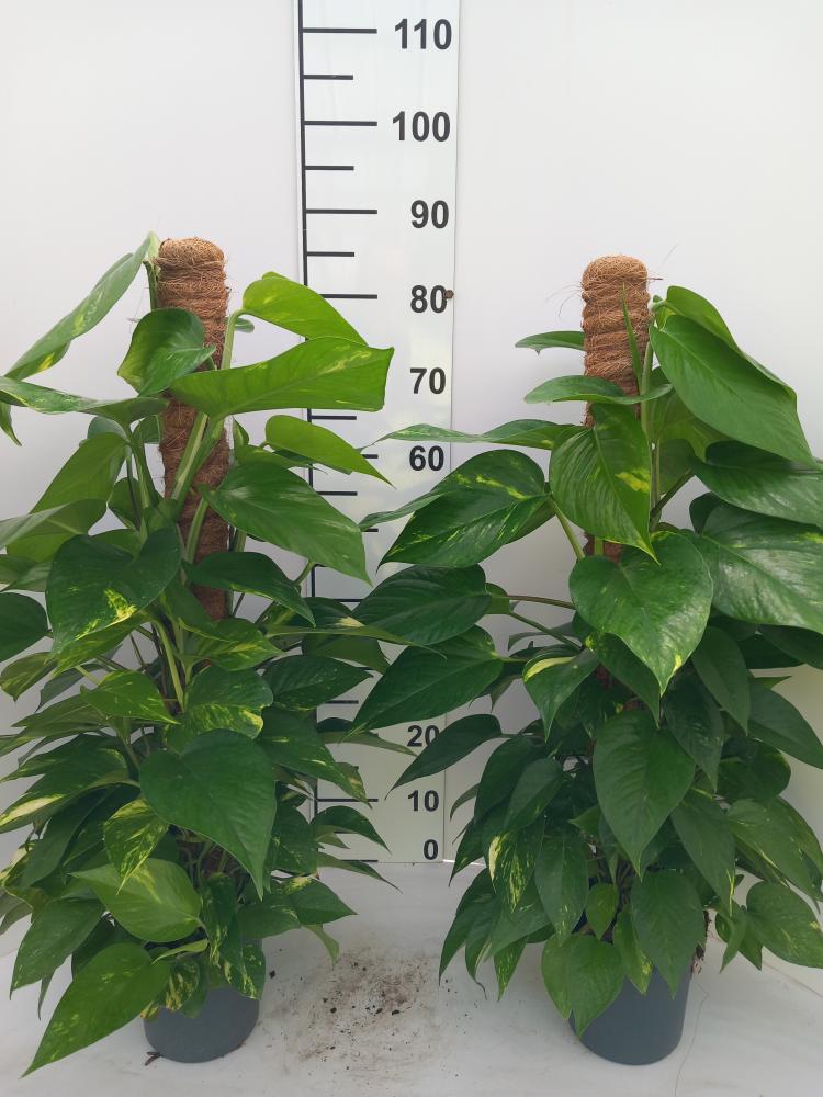 SCINDAPSUS AUREUS H80 VP17