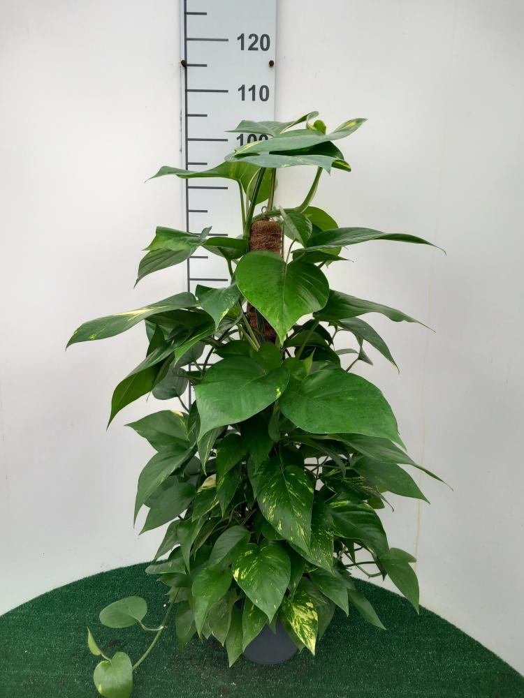 SCINDAPSUS AUREUS H80 VP17