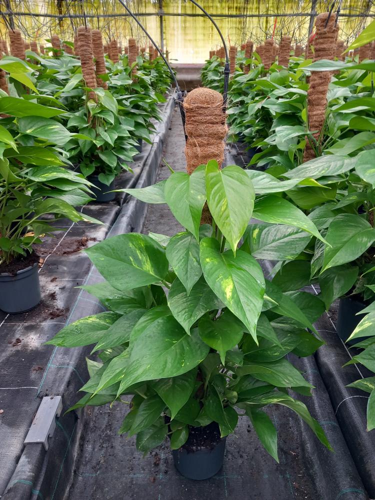 SCINDAPSUS AUREUS H80 VP17