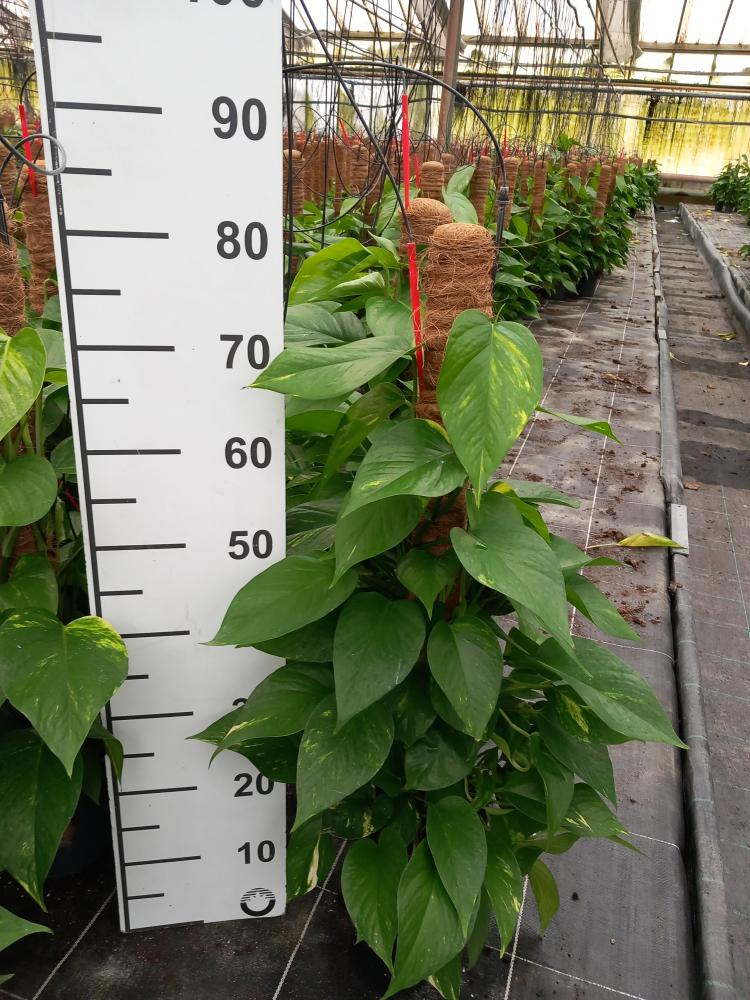 SCINDAPSUS AUREUS H80 VP17