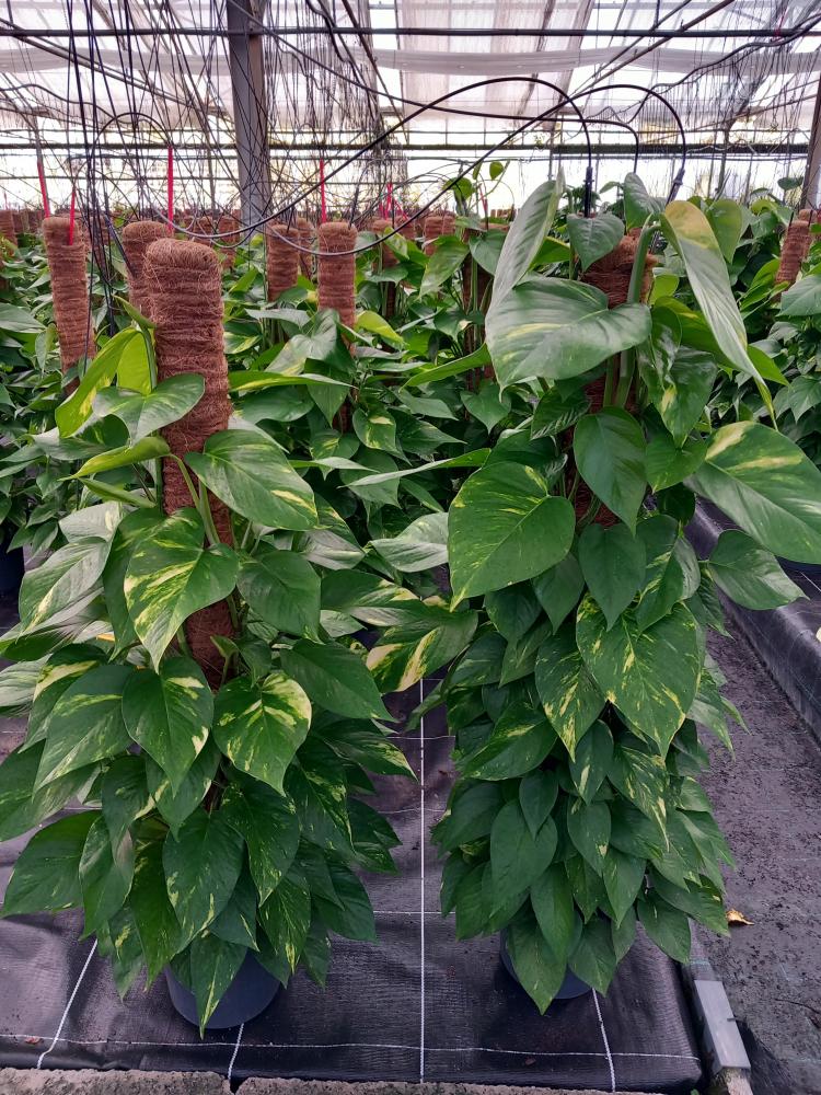 SCINDAPSUS AUREUS H100 VP19