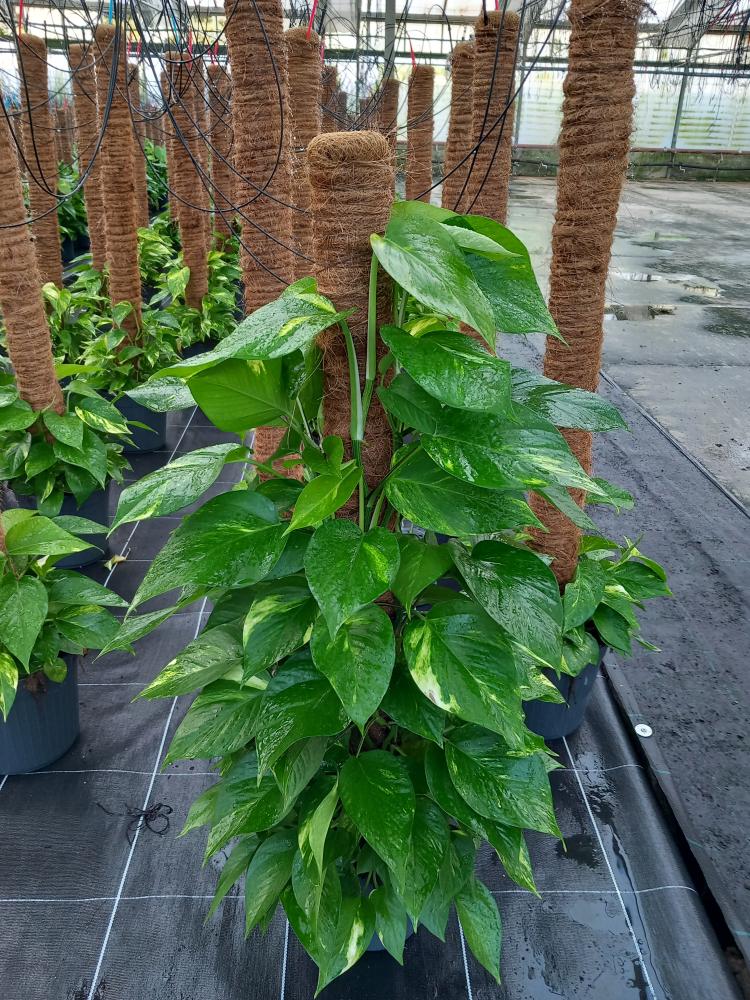 SCINDAPSUS AUREUS H100 VP19