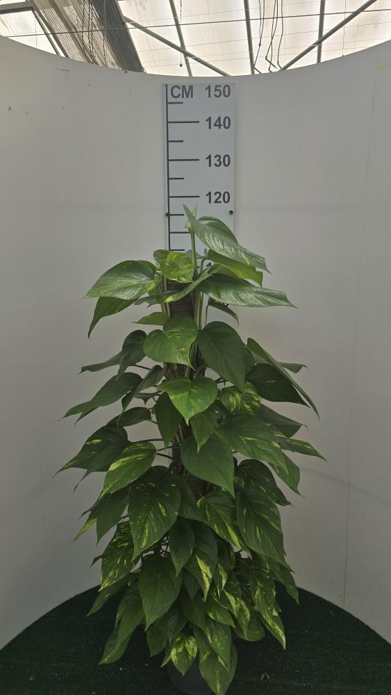 SCINDAPSUS AUREUS H100 VP19