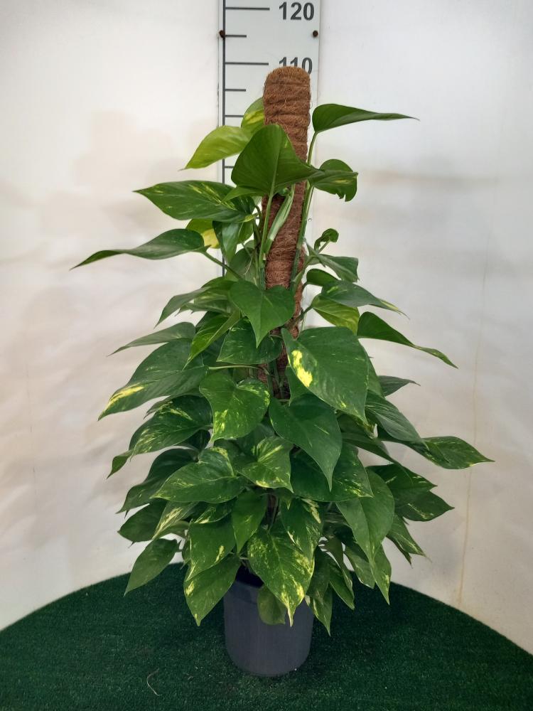 SCINDAPSUS AUREUS H100 VP19