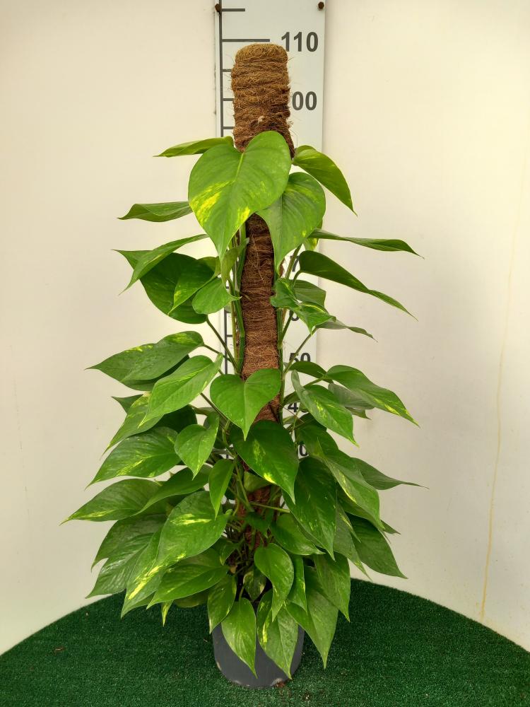 SCINDAPSUS AUREUS H100 VP19