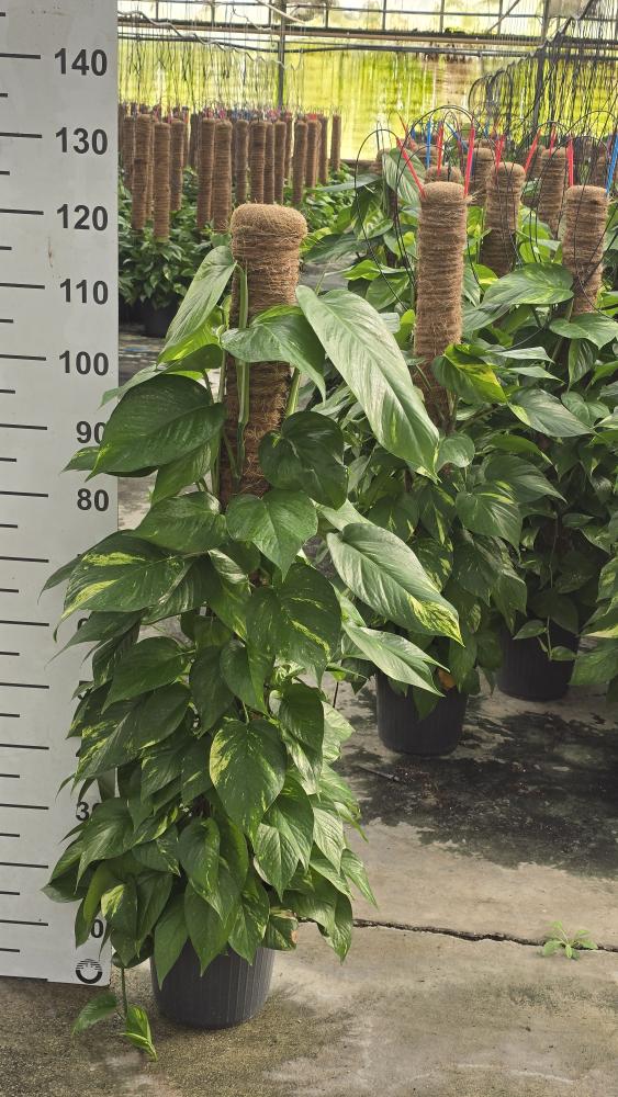 SCINDAPSUS AUREUS H120 VP24