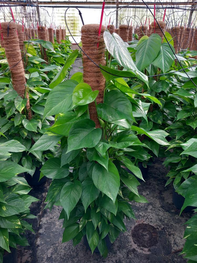 SCINDAPSUS AUREUS H120 VP24