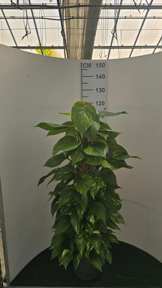 SCINDAPSUS AUREUS H120 VP24