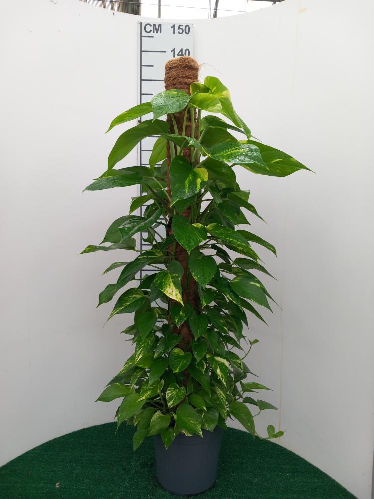 SCINDAPSUS AUREUS H120 VP24