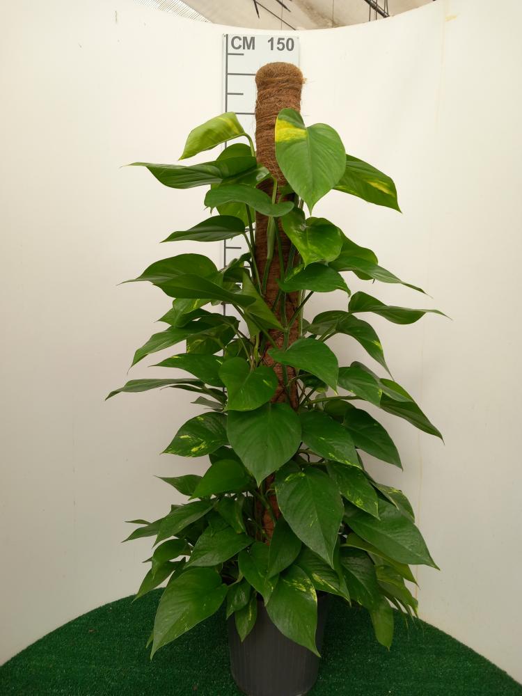 SCINDAPSUS AUREUS H120 VP24